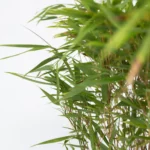 Chinese Fountain Bamboo Plants