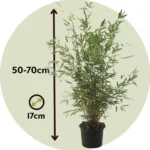 Chinese Fountain Bamboo Plants