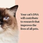 Wisdom Health Cat DNA Test: Health Breeds Traits - 1 Pack