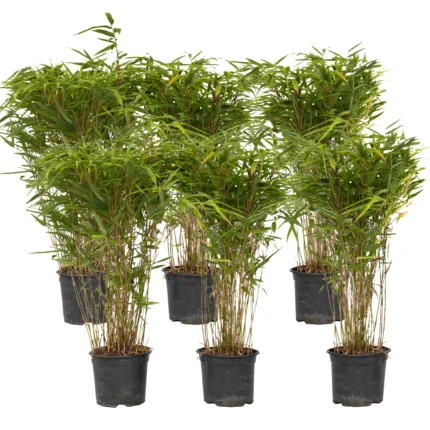 Chinese Fountain Bamboo Plants