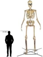 Home Accents 12 ft. Giant-Sized Skeleton with LifeEyes NO250058