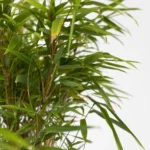 Chinese Fountain Bamboo Plants